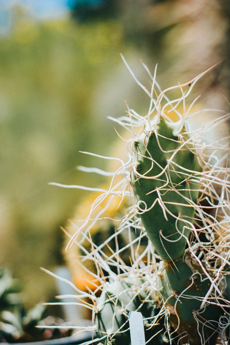 Closeup Of Cactus Needles