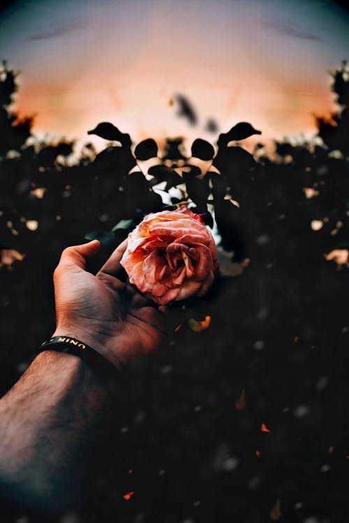 Free Person Holding A Flower Stock Photo