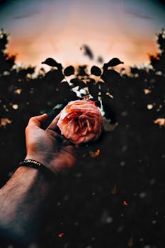 暮色场景喜怒无常，一只手在黑暗背景下拿着一朵粉红色的玫瑰