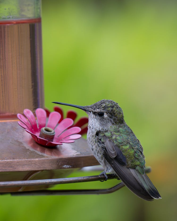 Hummingbird Perching On A Feeder