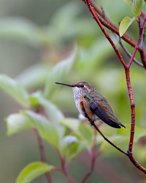 Close-up of a Rufous Hummingbird