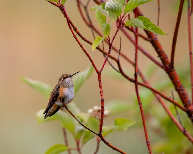 Female Rufous Hummingbird