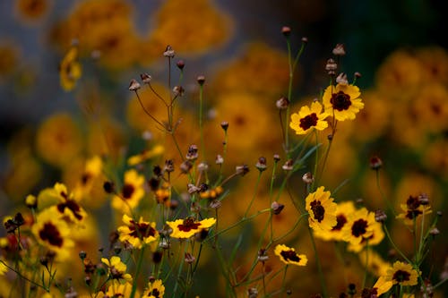 Free stock photo of flowers, orange, yellow