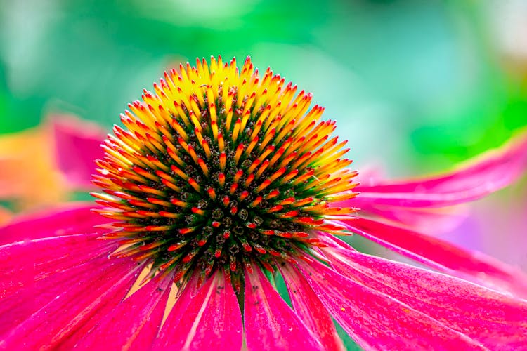 Head Of A Blooming Coneflower