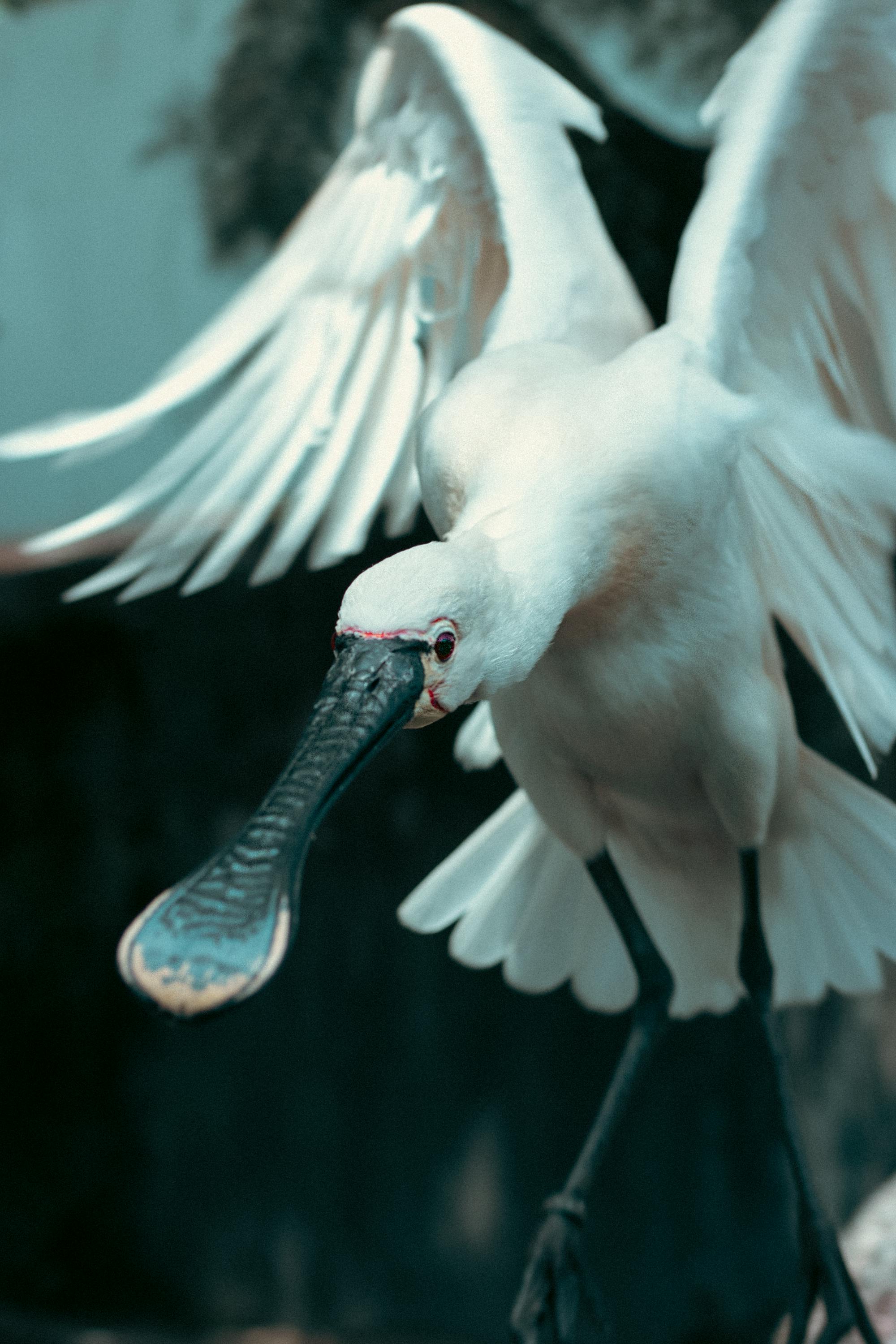 Mario Rossi - 写真