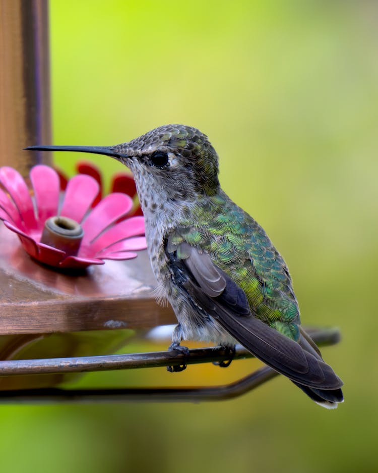 Close-Up Photo Of A Hummingbird Sitting On A Bird Feeder