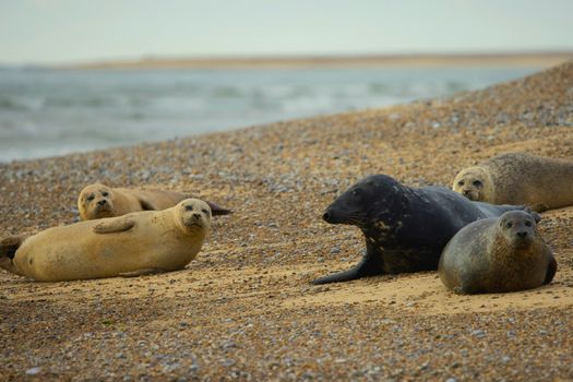Seals lounging on a coastal beach showcasing natural wildlife behavior.
