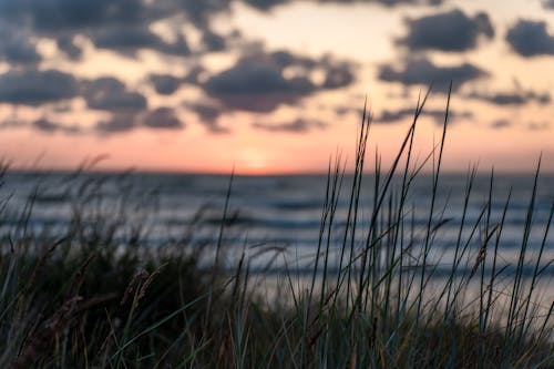 Бесплатное стоковое фото с выборочный фокус, злаки, море