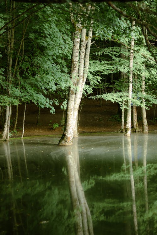 Foto profissional grátis de água, árvores, floresta