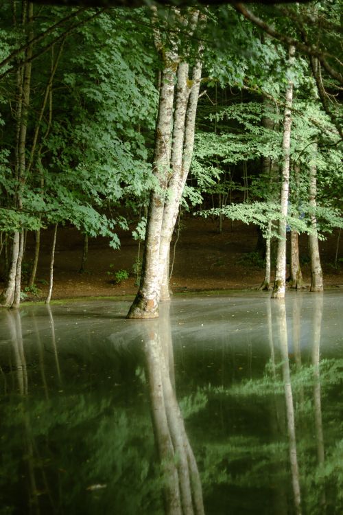 Free Serene forest scene with tree reflections on a still lake surface. Stock Photo