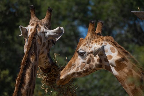 Close-Up Photo of Two Giraffes Eating Hay