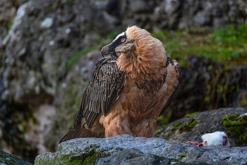 Adler, Geier Am Auschau Halten