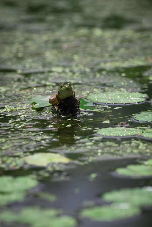 Free A stunning close-up of a frog sitting on a lily pad in a serene pond. Stock Photo