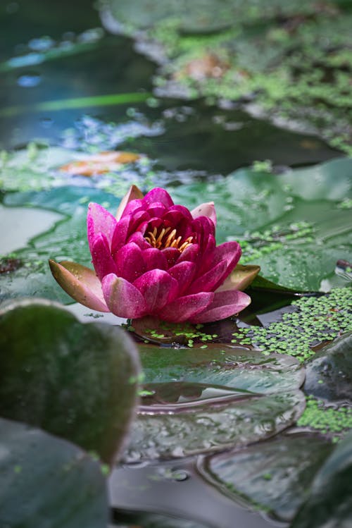 Gratis arkivbilde med blomst, blomsterblad, frisk