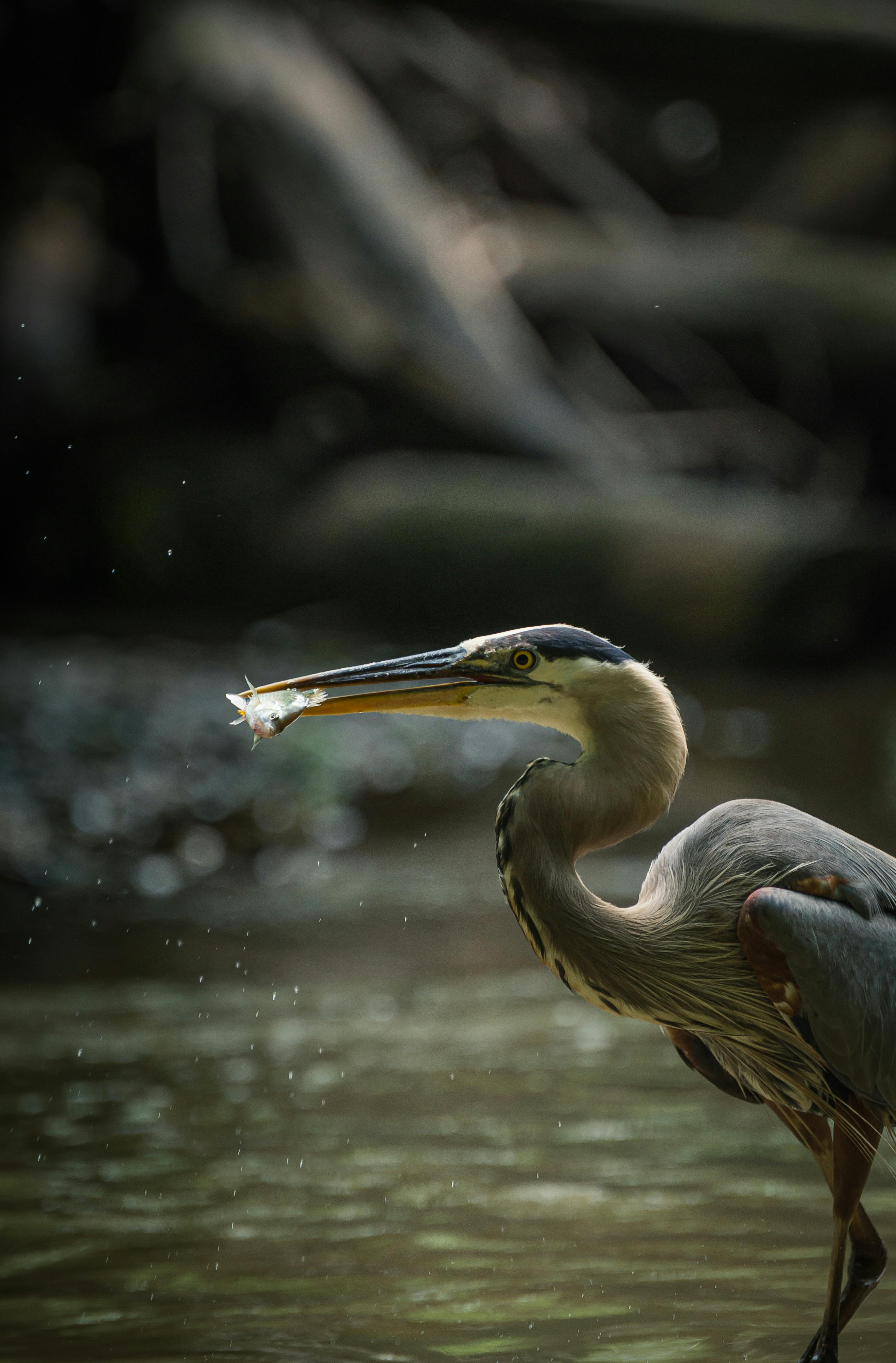 Herons Jacana  Giant Lilypads  Water Bird Wallpaper  Milton  King