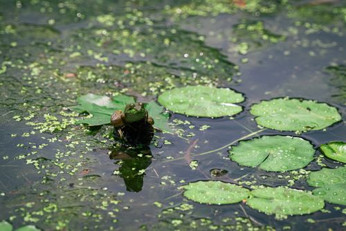 Free A tranquil scene capturing a frog perched on a leaf in a natural pond among water plants. Stock Photo