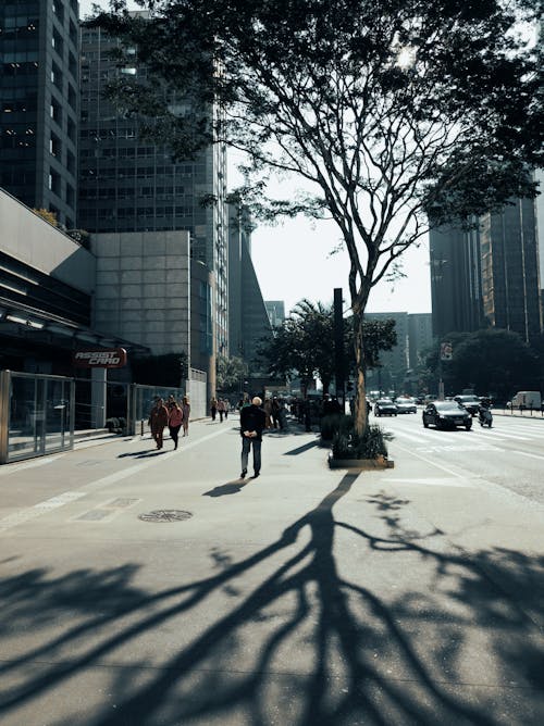 Foto profissional grátis de andando, árvore, calçada