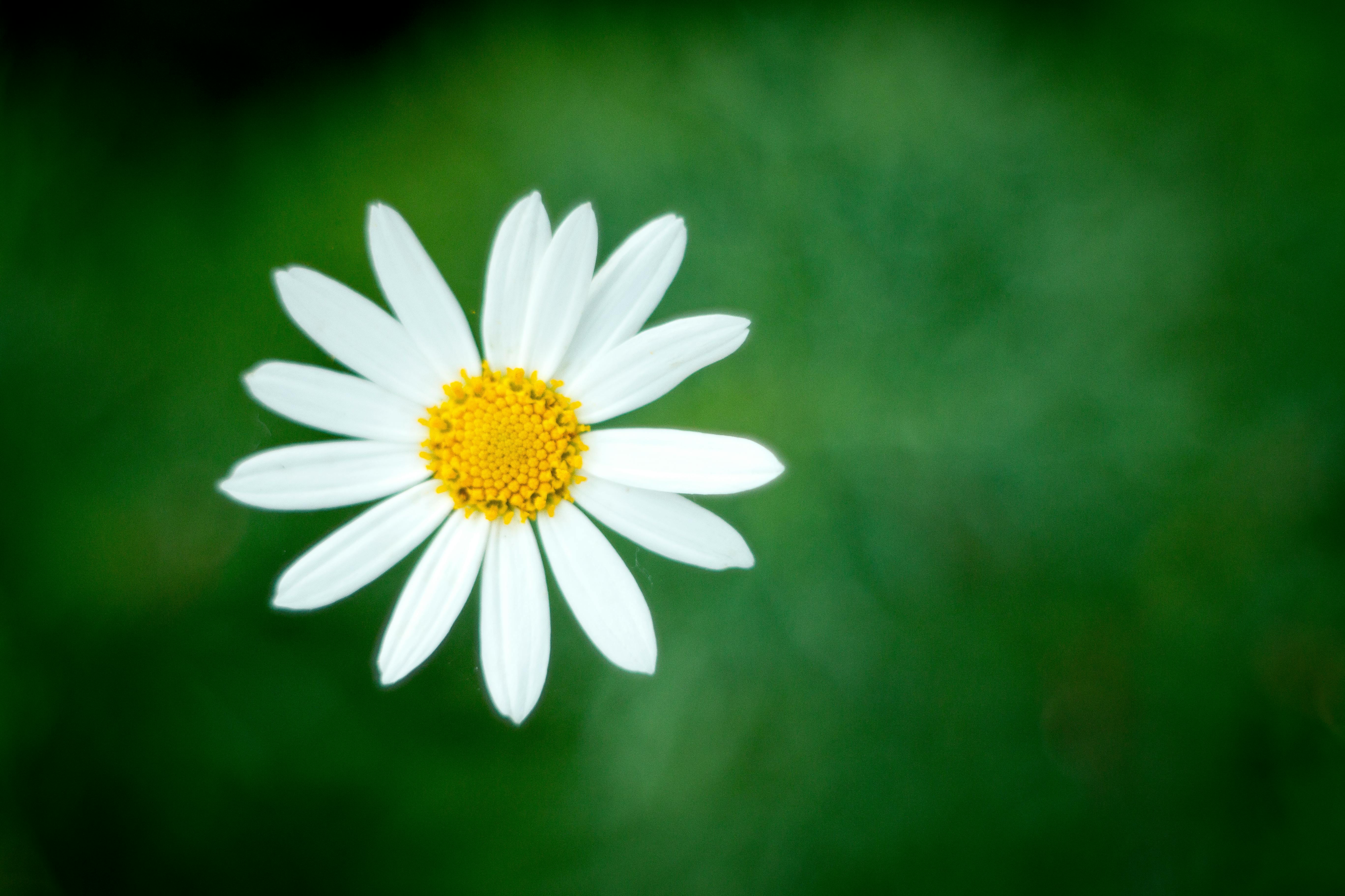 Hotel Queen Daisy Castellammare Di Stabia Italië Fotos Bolcom Uitsteker Veined Sunflower Daisy Gerbera Pme Set Van 3