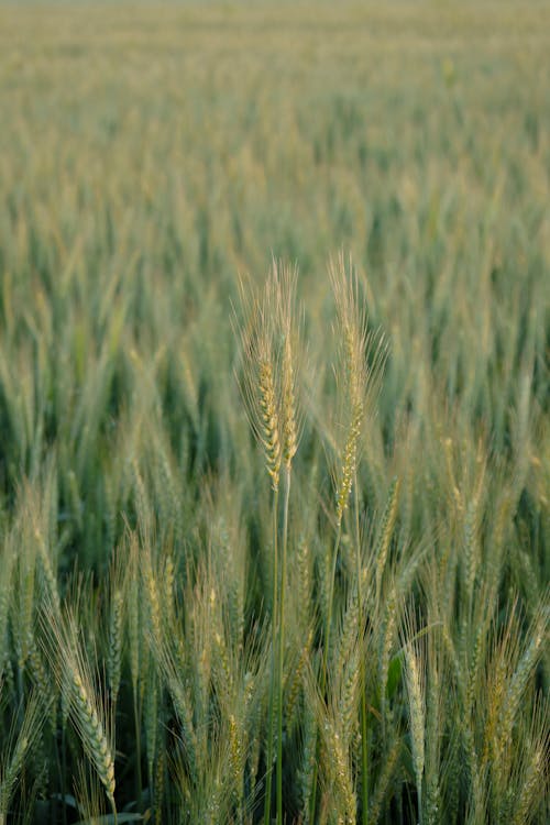 Immagine gratuita di agricoltura, campo, cereale