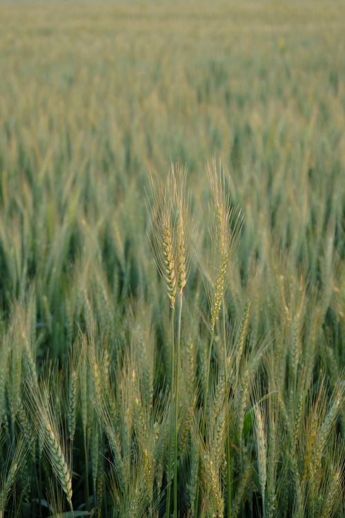 Tanaman Rye Rye Plant Photos, Download The BEST Free Rye Plant Stock Photos & HD Images