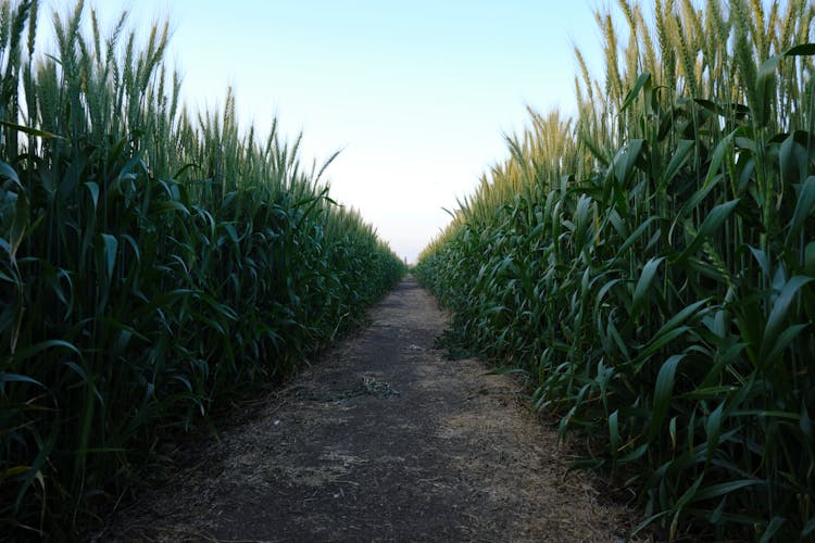 A Path In A Field