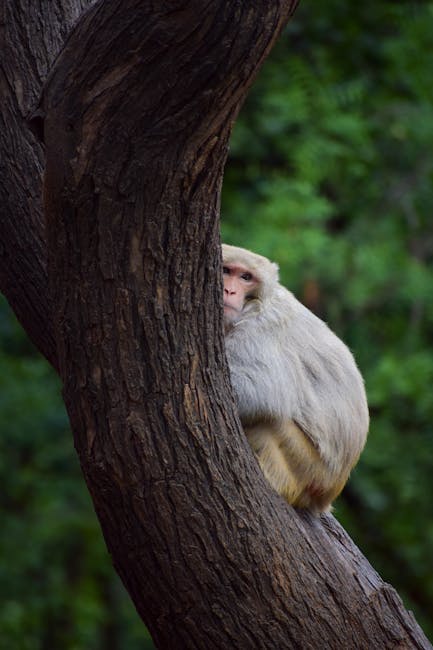 animal removal near me Bellflower animal removal Bellflower