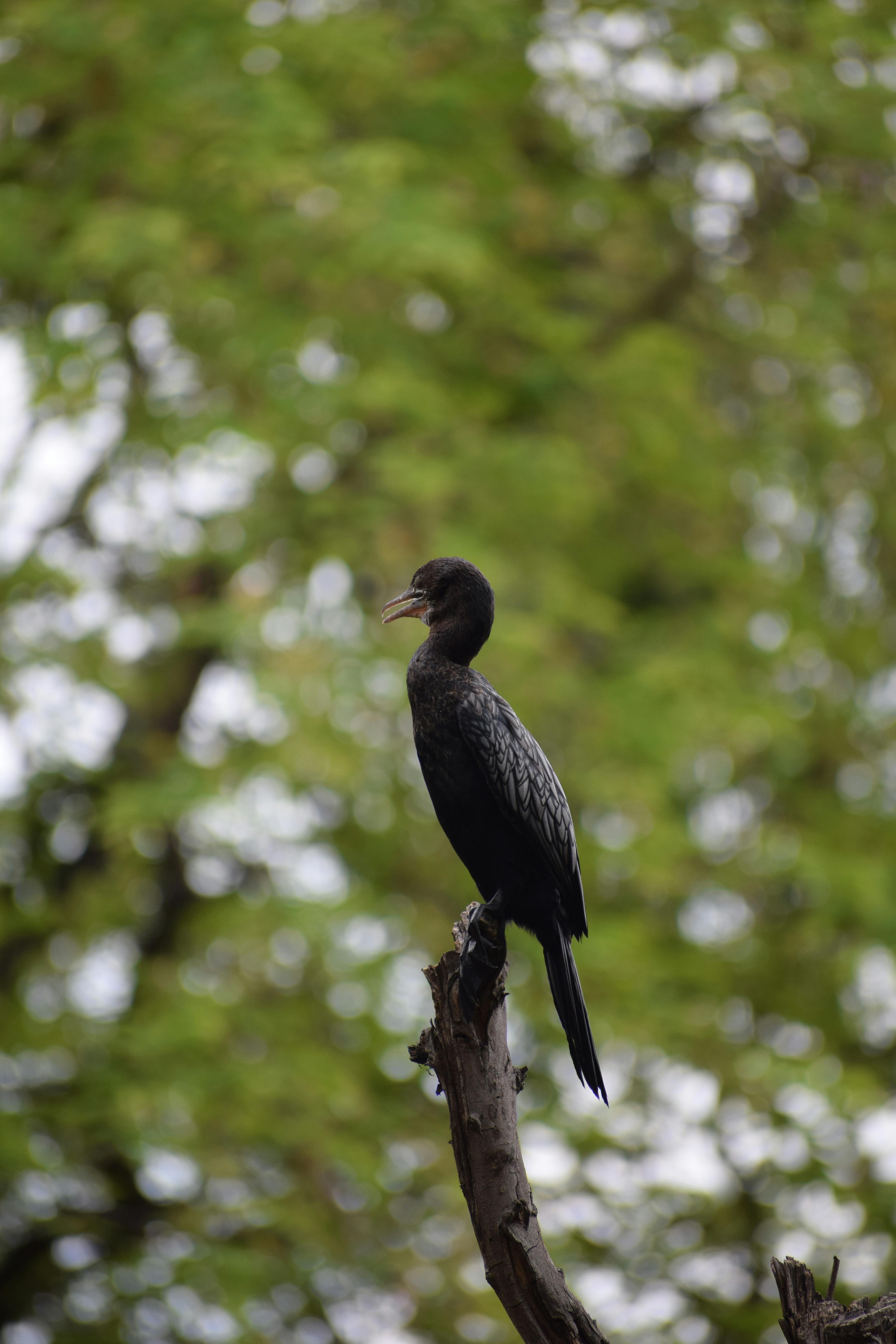 A little cormorant bird perched on a tree branch in nature.