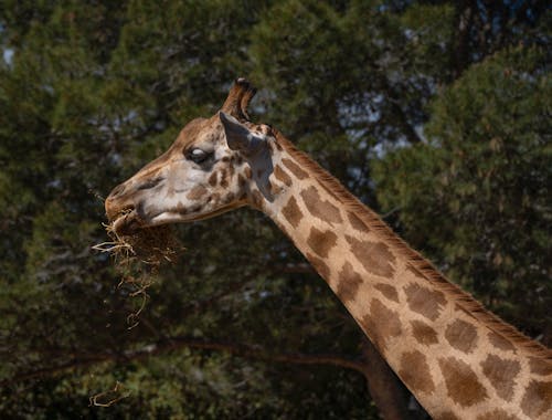 Jirafa Fressende En Zoológico / Tierpark