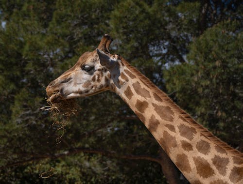 бесплатная Fressende Giraffe в зоопарке / Tierpark Стоковое фото