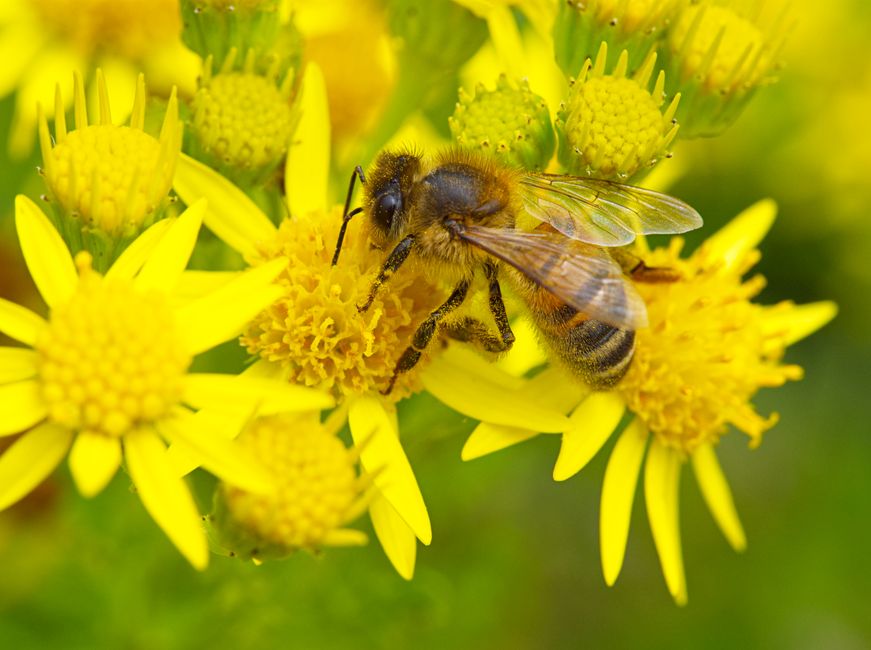 Close-up of a worker honey bee collecting nectar from bright yellow flowers on a sunny day