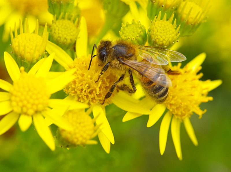 Local Pollinators and Wildlife Support