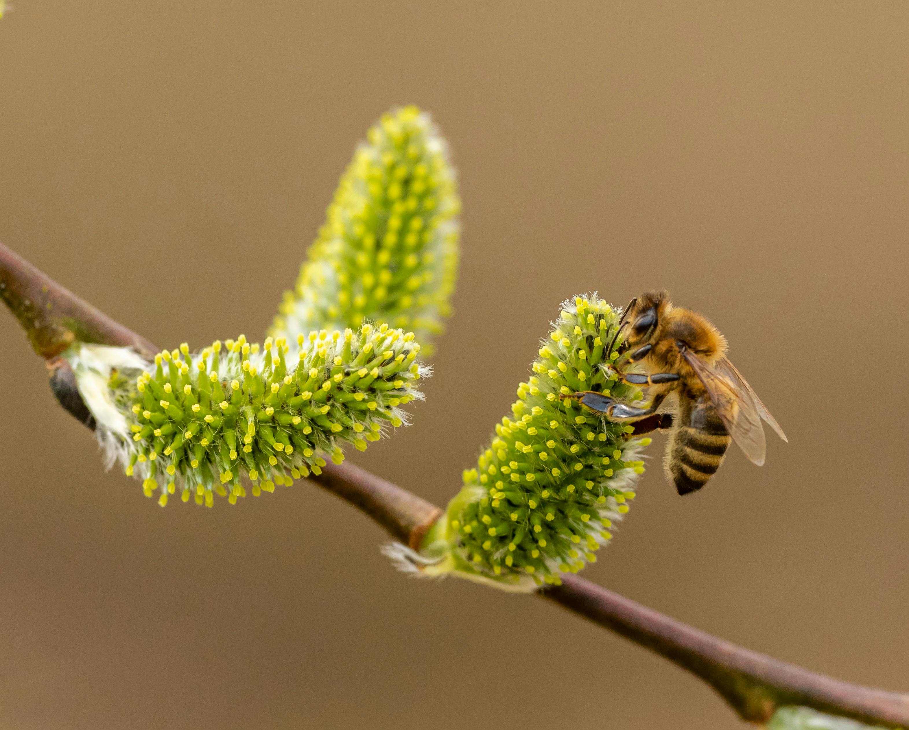 Close-up of a honey bee collecting nectar on vibrant willow catkins, symbolizing spring.