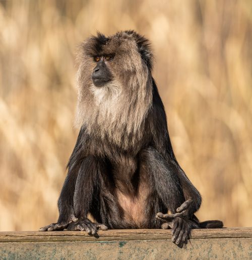 Free Close-up of a lion-tailed macaque sitting, showcasing detailed fur in wildlife setting. Stock Photo