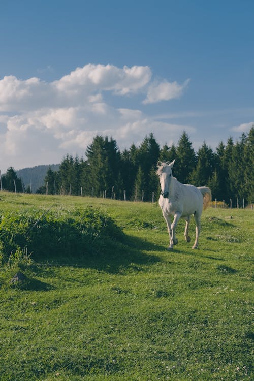 White Horse on Grassland