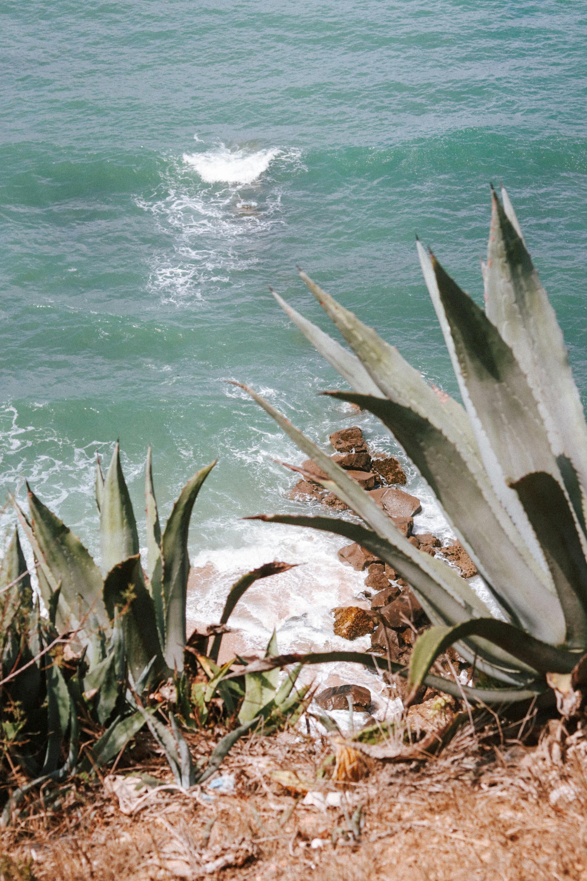 Agave plants on a rocky cliff overlooking the ocean in Ericeira, Portugal.