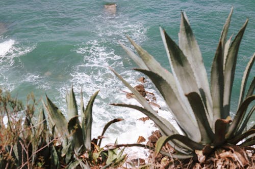 Coast of Portugal