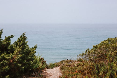 Bushes on Sea Shore