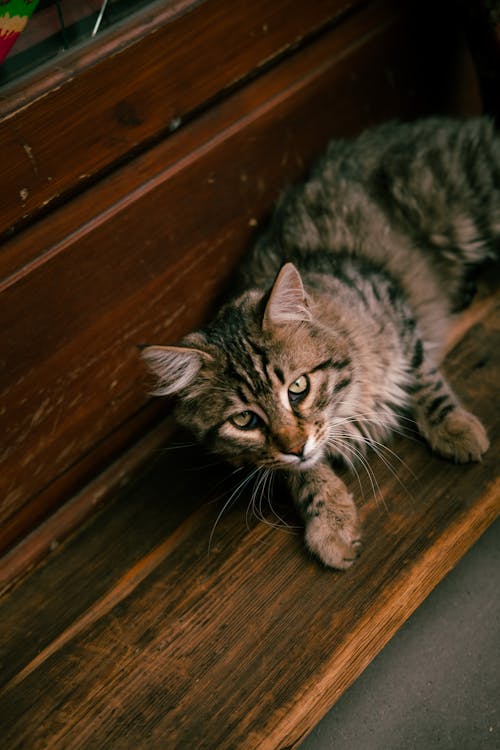 Foto stok gratis berbohong, binatang peliharaan, brown tabby cat