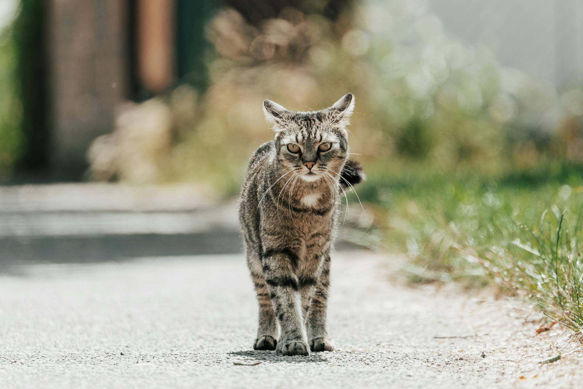 A Cat Standing Outdoors