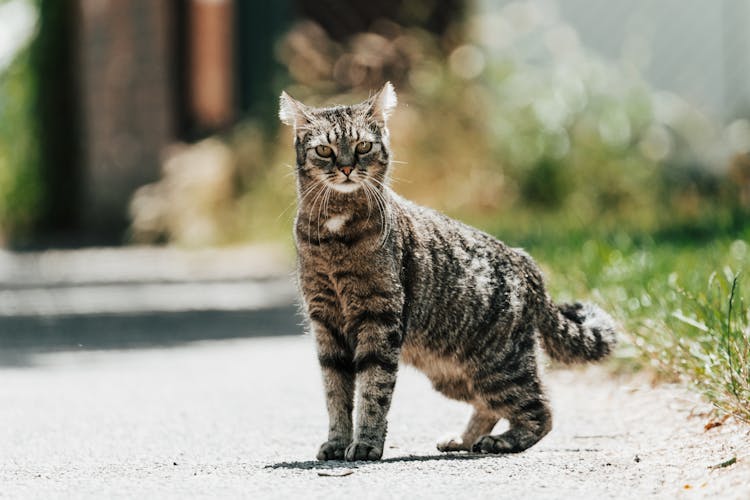 Little Cat On A Street