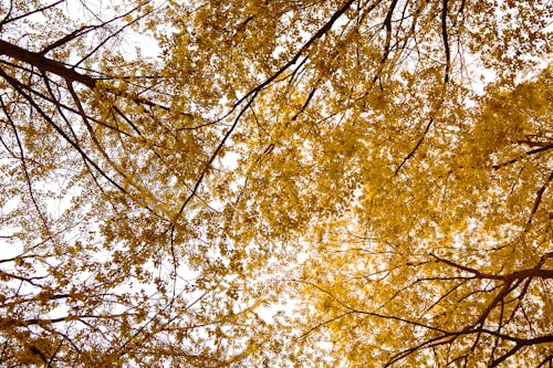 Tree Canopy with Yellow Autumn Leaves