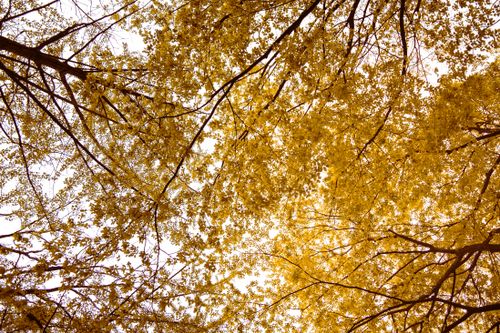 Free View of golden autumn leaves forming a dense canopy, captured from below. Stock Photo