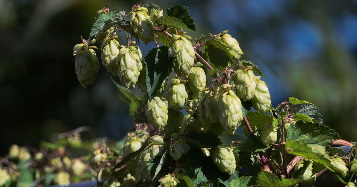 Detailed close-up of green hops hanging on a branch, perfect for craft beer visuals. - Evidence evidence guide for hops sleep meta-analysis