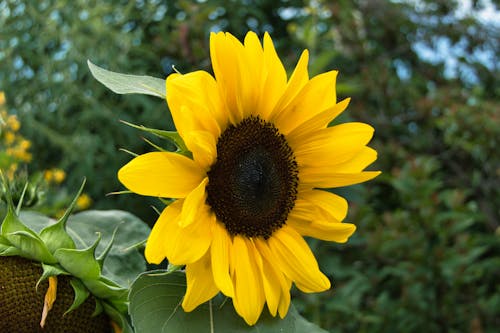 Close-up of a Sunflower