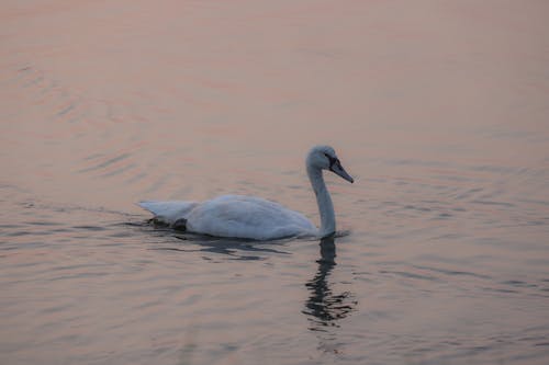 Foto d'estoc gratuïta de aigua, au, blanc