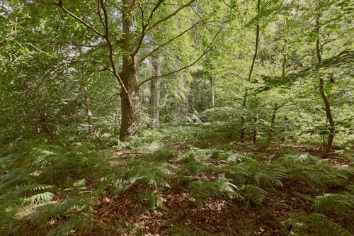 Gratis lagerfoto af bregne, dyb, grøn