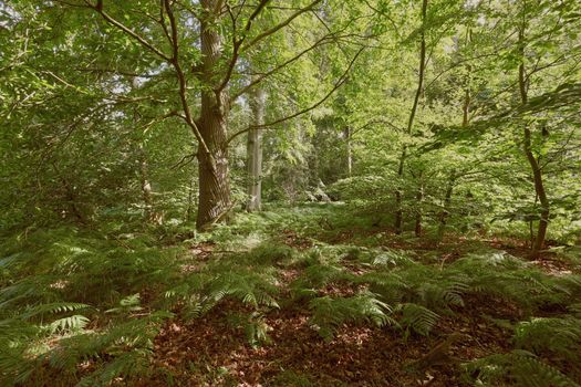 Serene forest landscape with abundant ferns and sunlight filtering through the trees.