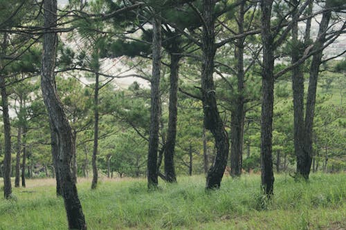 Kostenloses Stock Foto zu bäume, grünes gras, immergrün