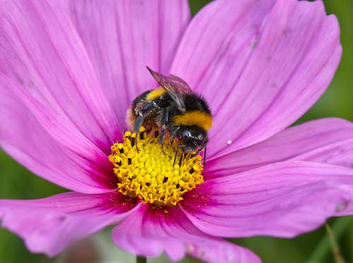 免費 天性, 極端特寫, 花粉 的 免費圖庫相片 圖庫相片