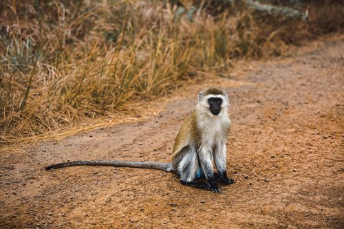 Free Vervet monkey sitting on a rural dirt road, captured in the wild. Stock Photo